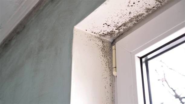 Best Residential Mold Inspection & Testing  in Ankeny, IA