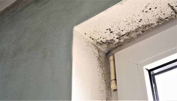 Best Crawl Space Mold Remediation  in Ankeny, IA