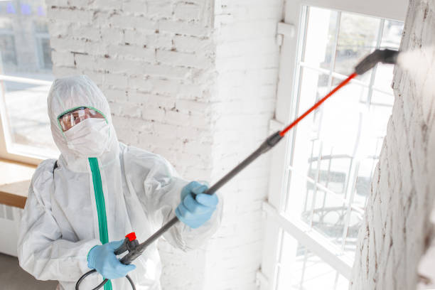 Best Real Estate Mold Inspection  in Ankeny, IA