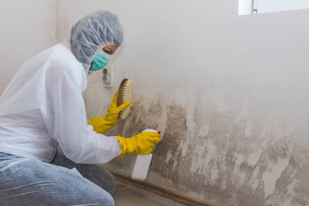 Mold Removal for HVAC Installations in Ankeny, IA
