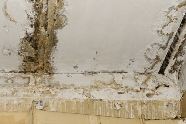 Best Basement Mold Removal  in Ankeny, IA