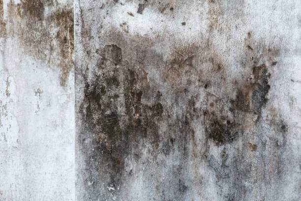 Best HVAC Mold Inspection and Cleaning  in Ankeny, IA