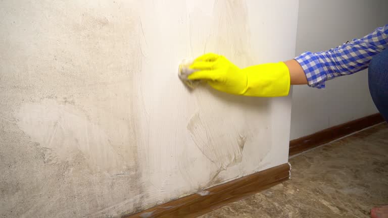 Mold Odor Removal Services in Ankeny, IA