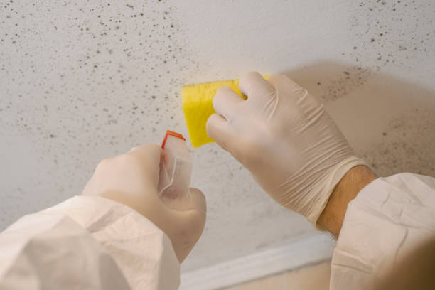 Best Post-Remediation Verification Testing  in Ankeny, IA