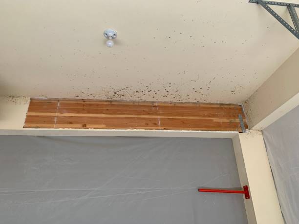 Mold Remediation for Vacation Homes in Ankeny, IA
