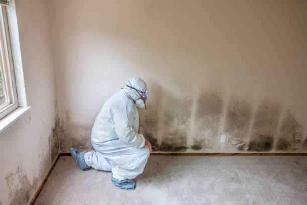 Best Emergency Mold Remediation  in Ankeny, IA