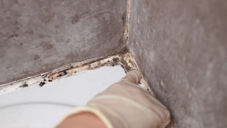 Trusted Ankeny, IA Mold Removal Experts