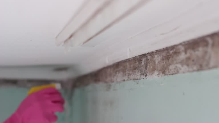 Best Environmental Consulting for Mold Prevention  in Ankeny, IA